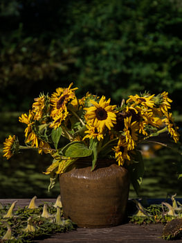 Nazomer in Etten-Leur – zonnebloemen in vaas