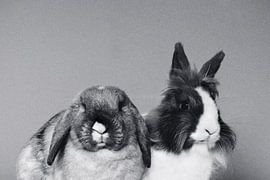 konijnen van Charlotte van de Zande