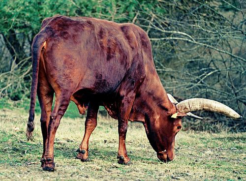 grasetende buffel