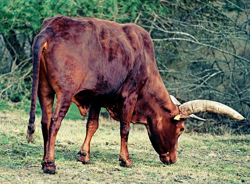 grasetende buffel van Wieland Teixeira