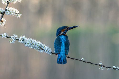 Kingfisher
