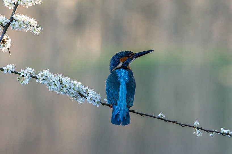 Eisvogel von Willem Hoogsteen
