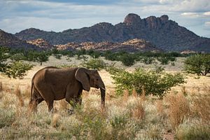 Großer (Wüsten-)Elefant in der Wildnis Afrikas