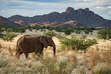 Grote (woestijn) olifant in de natuur van Afrika van Chihong