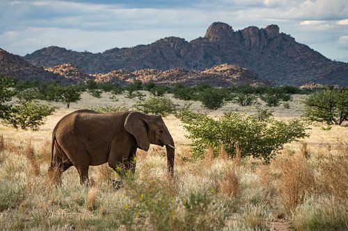 Large (desert) elephant in the wilds of Africa