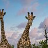 Giraffen in Zuid-Afrika van Paula Romein