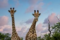 Giraffen in Zuid-Afrika van Paula Romein thumbnail