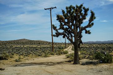 Lonely Tree langs de Route 66 van Tineke Visscher