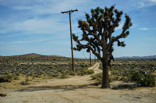 Lonely Tree langs de Route 66