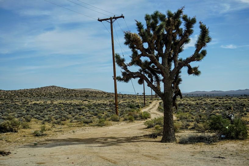Lonely Tree langs de Route 66 by Tineke Visscher