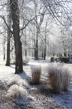 Kurpark von Bad Neustadt mit Gräsern im Winter
