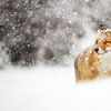 Snowstorm sur Pim Leijen