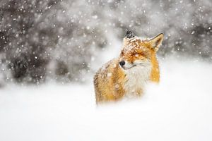 Sneeuwstorm
