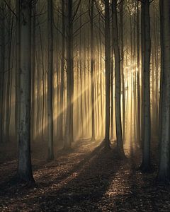 Romantisches Licht im Wald