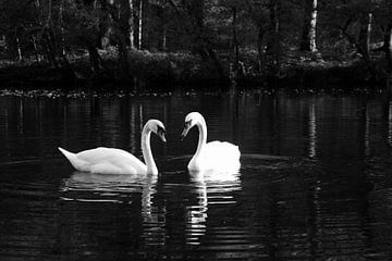 Swan couple by Daan Ruijter