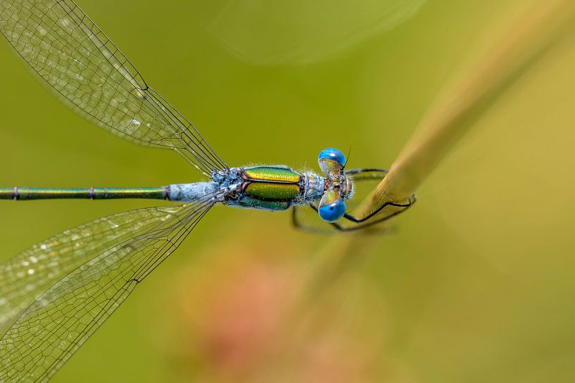 Blaue Augen von Richard Guijt Photography