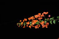 tak vol rode bloemen