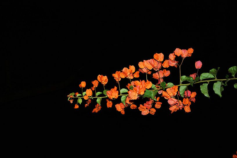 tak vol rode bloemen von Gerrit Neuteboom