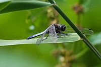 Dragonfly on a reed leaf