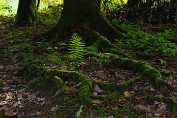 In the forest by Daniel Dorst