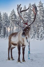Rentier im Schnee von Kuusamo von Maarten van der Weide