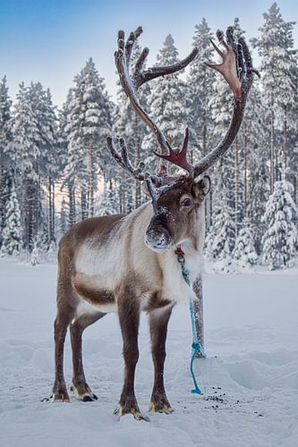 Rendier in de sneeuw van Kuusamo