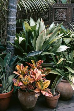 Tropical botanical garden on Tenerife | Colourful travel photography Spain by HelloHappylife