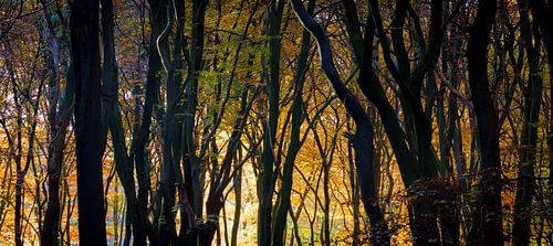 Gouden silhouetten in de ochtend