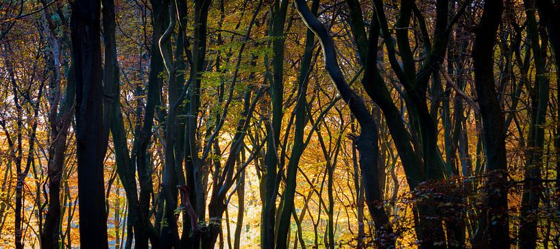 Gouden silhouetten in de ochtend par Niels Eric Fotografie