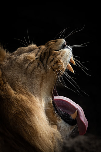 Gaping lion