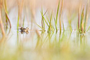 Frog by Francis Dost