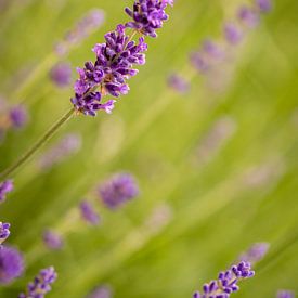 Een schuine lavendel op een zomerse dag met mooi licht en een mooie bokeh. van Lieke van Grinsven van Aarle