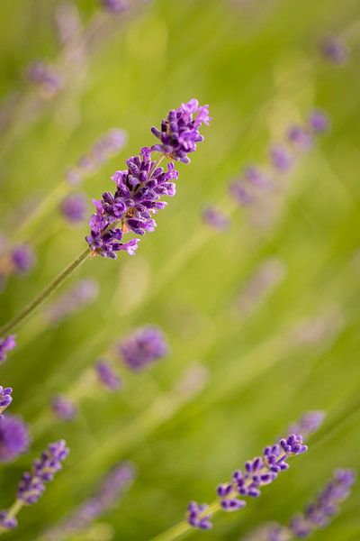 Une lavande oblique par une journée d'été avec une belle lumière et un joli bokeh. par Lieke van Grinsven van Aarle