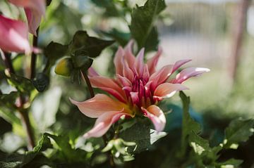 Sanftes Sommerlicht – Dahlien in voller Blüte