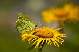 Sucking up nature sur Leon van Voornveld