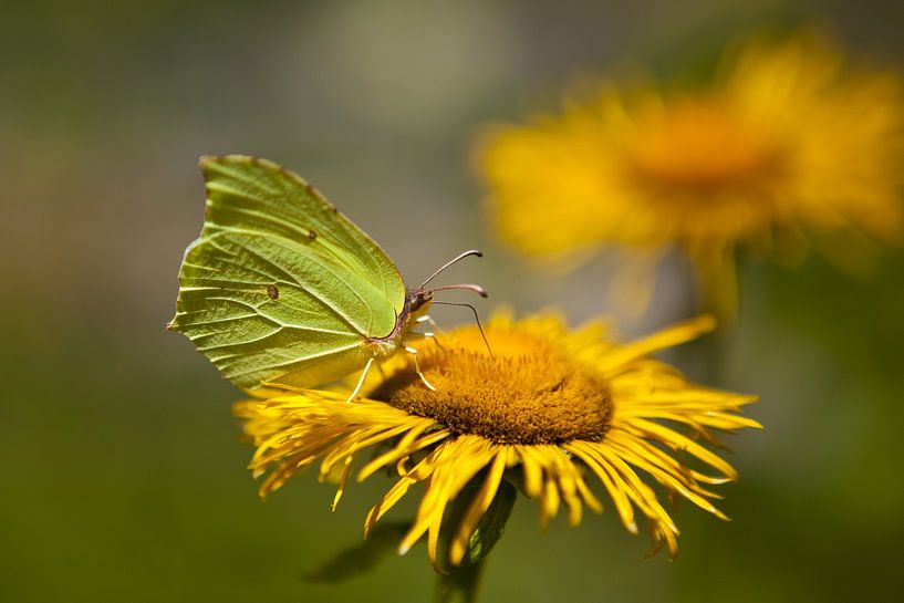 Sucking up nature par Leon van Voornveld