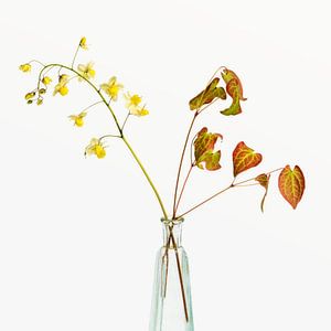 Stilleben mit Elfenblume