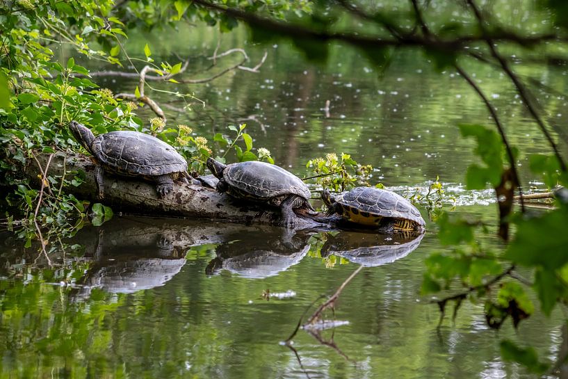 Three pond turtles sunbathing by Your Happy Life