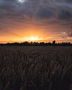 Sonnenuntergang über Getreidefeld von Joren van den Bos Miniaturansicht