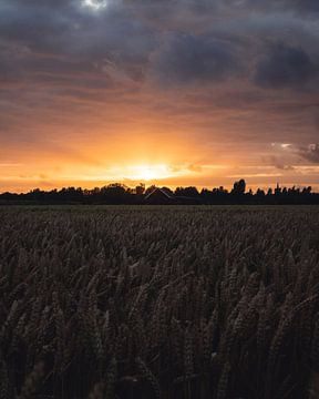 Coucher de soleil sur un champ de céréales sur Joren van den Bos