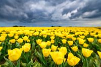Blossoming yellow tulips in a field