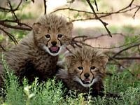 Cheetah welpen 