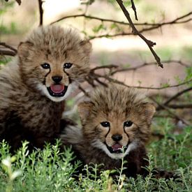 Cheetah welpen  van Roos Vogelzang