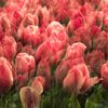 Dromerige tulpen von Dennisart Fotografie