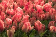 Dromerige tulpen von Dennisart Fotografie Miniaturansicht