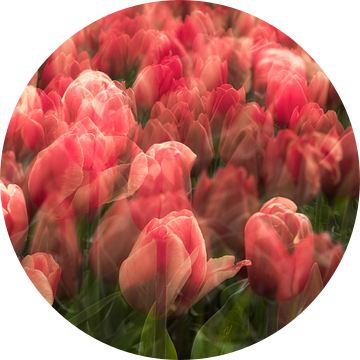 Dromerige tulpen