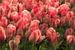 Dromerige tulpen van Dennisart Fotografie