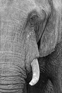 Oeil d'éléphant sur Ellen van Schravendijk