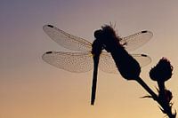 Libelle Silhouet