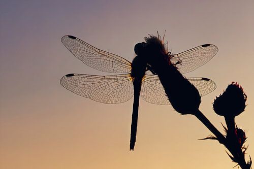 Libelle Silhouette